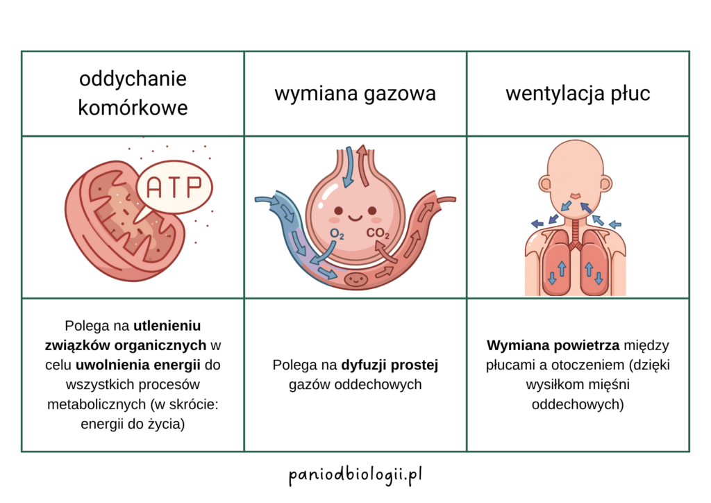 Porównanie oddychania komórkowego, wymiany gazowej i wentylacji płuc